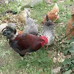 アパート Gemuetliche In Hirschreicher Umgebung