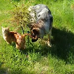 Gemuetliche In Hirschreicher Umgebung
