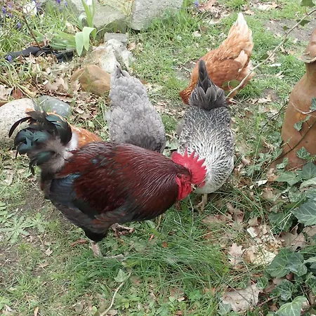 Апартаменты Gemuetliche In Hirschreicher Umgebung