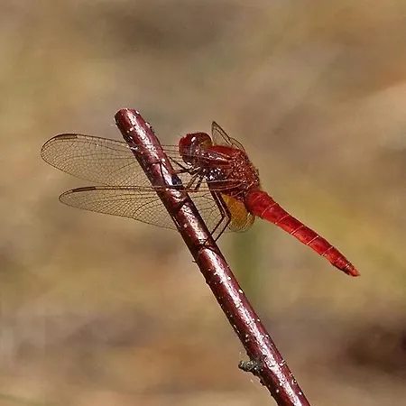 Gemuetliche In Hirschreicher Umgebung Jasnitz