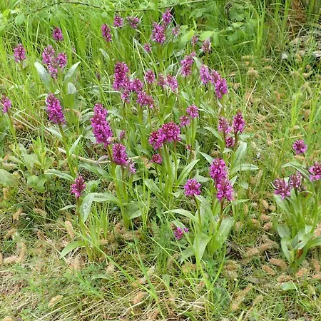 Gemuetliche In Hirschreicher Umgebung Апартаменты Jasnitz