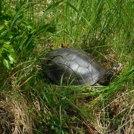 Апартаменты Gemuetliche In Hirschreicher Umgebung *
