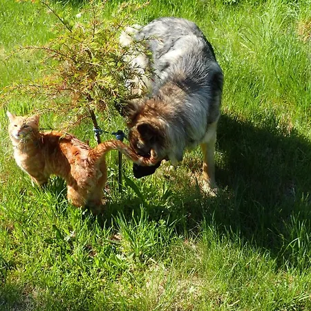 Gemuetliche In Hirschreicher Umgebung